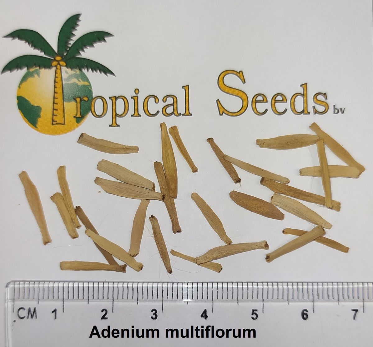 Adenium multiflorum Seeds