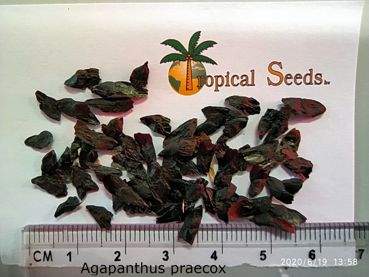 Agapanthus praecox white 种子