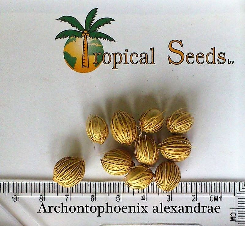 Archontophoenix alexandrae 种子