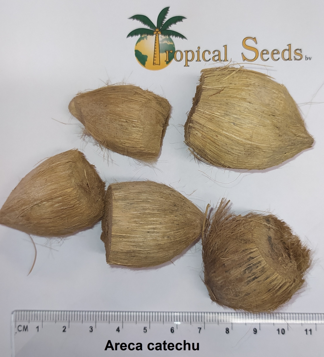 Areca catechu Seeds