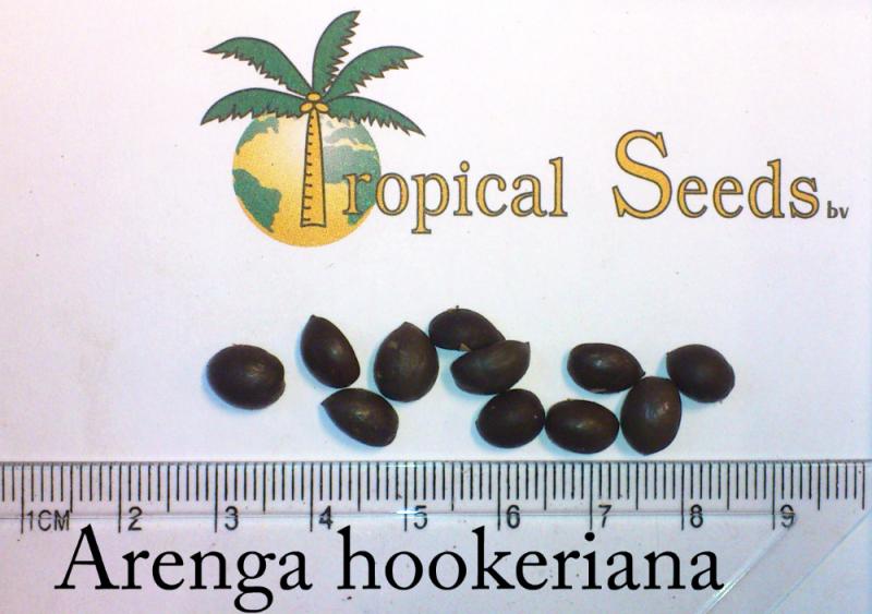 Arenga hookeriana 种子