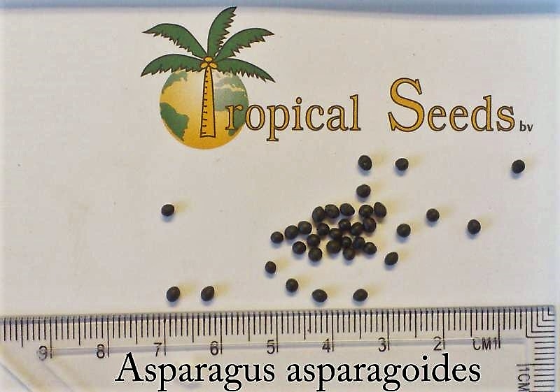 Asparagus asparagoides 种子