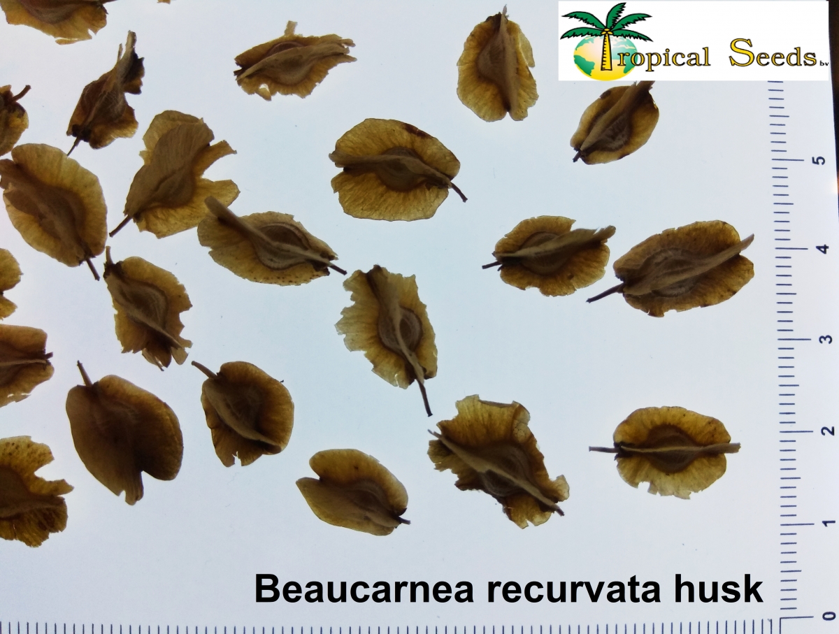 Beaucarnea recurvata husk 种子