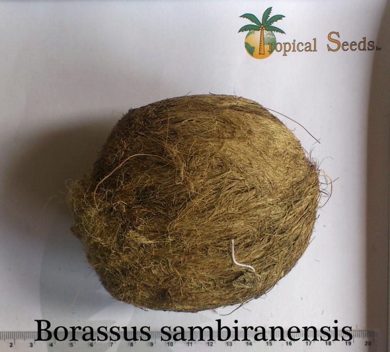 Borassus sambiranensis 种子