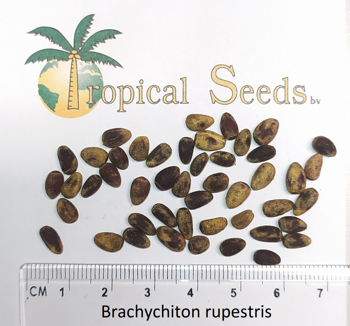 Brachychiton rupestris 种子