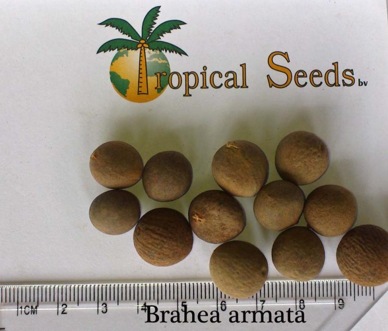 Brahea armata Seeds