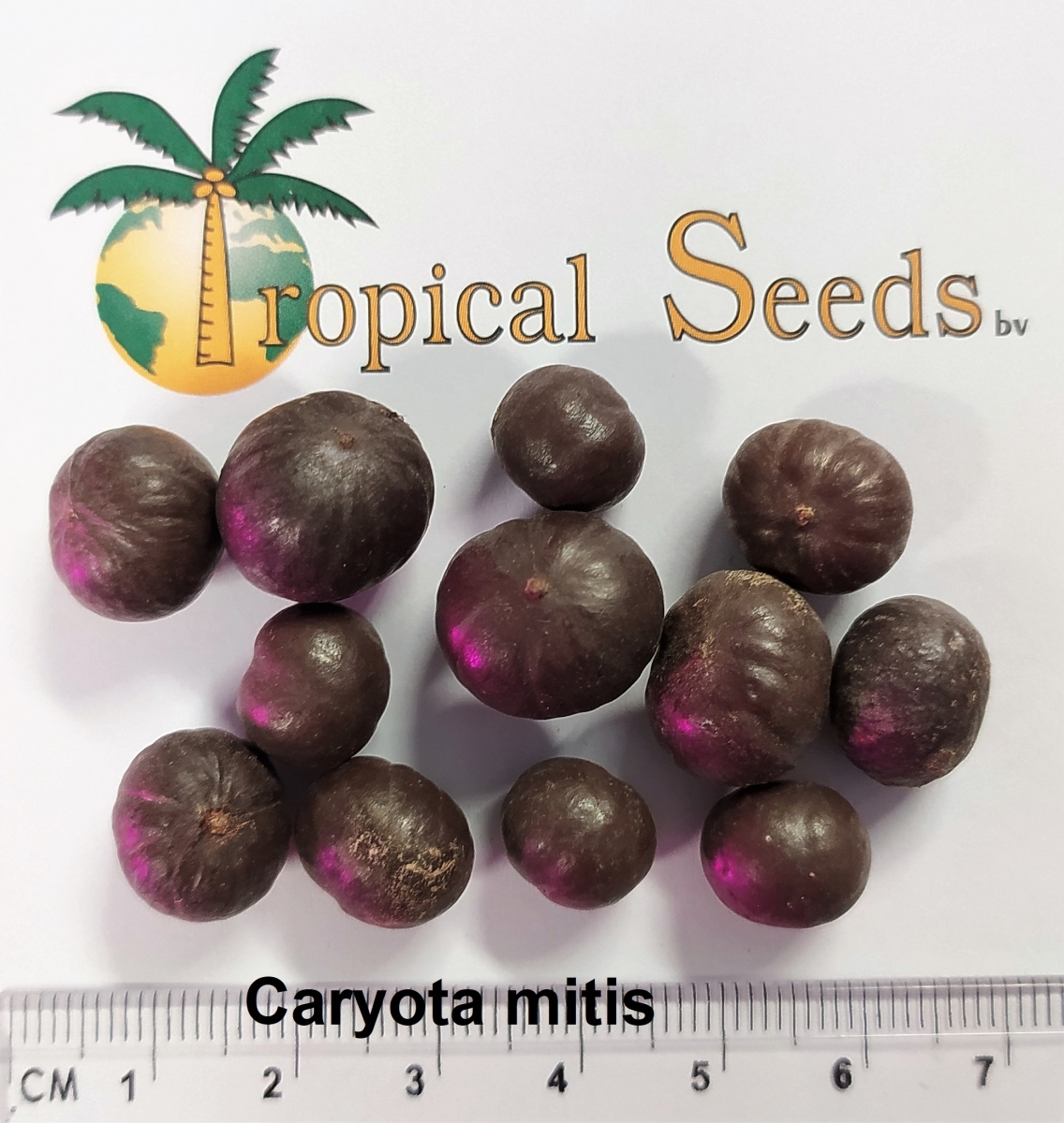 Caryota mitis 种子