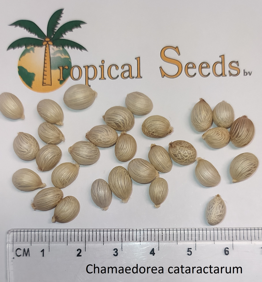 Chamaedorea cataractarum 种子