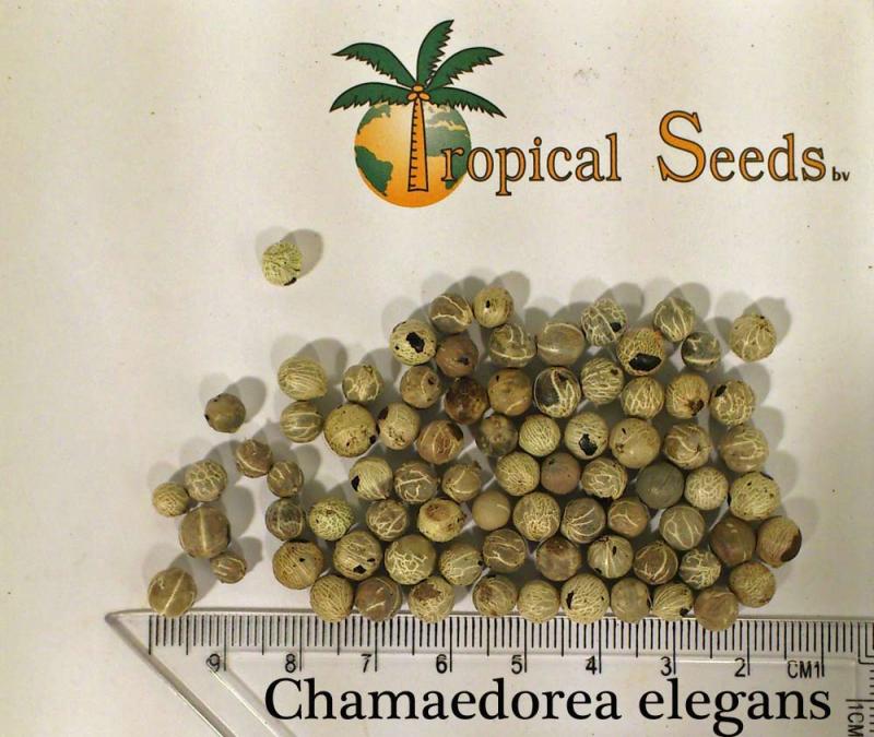 Chamaedorea elegans Seeds