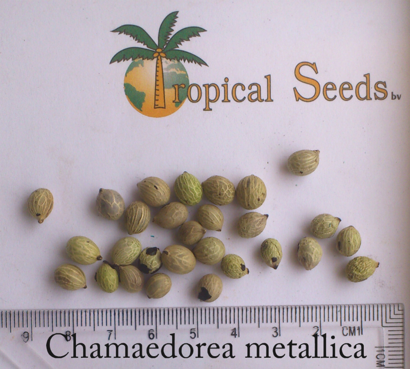 Chamaedorea metallica 种子