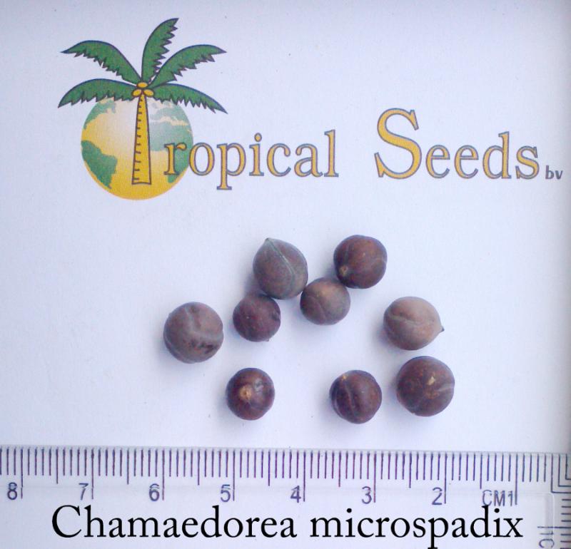 Chamaedorea microspadix 种子