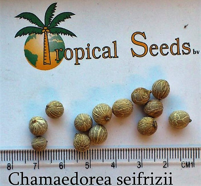 Chamaedorea seifrizii 种子