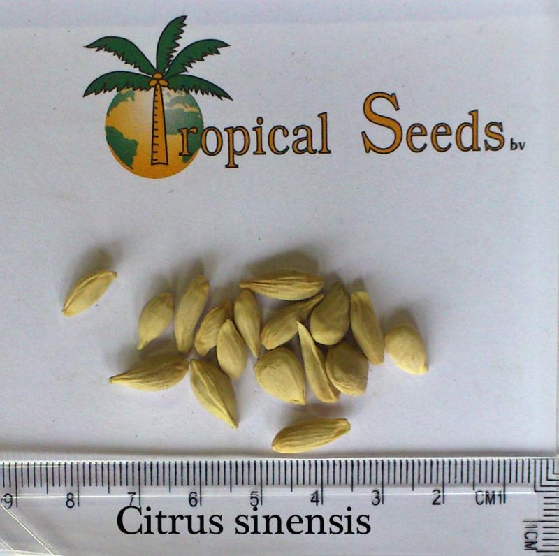 Citrus sinensis 种子