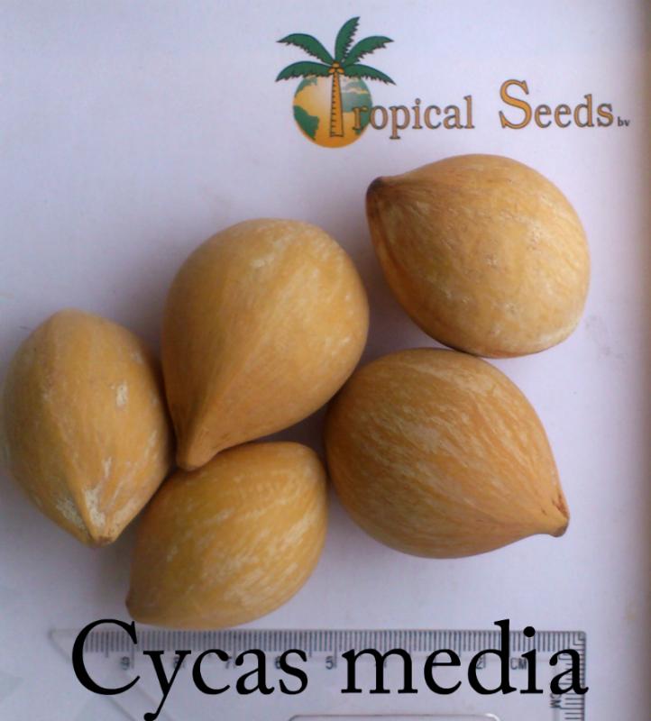 Cycas media 种子