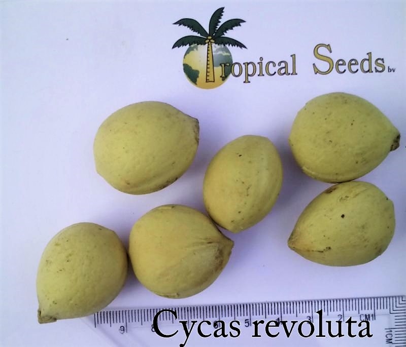 Cycas revoluta 种子