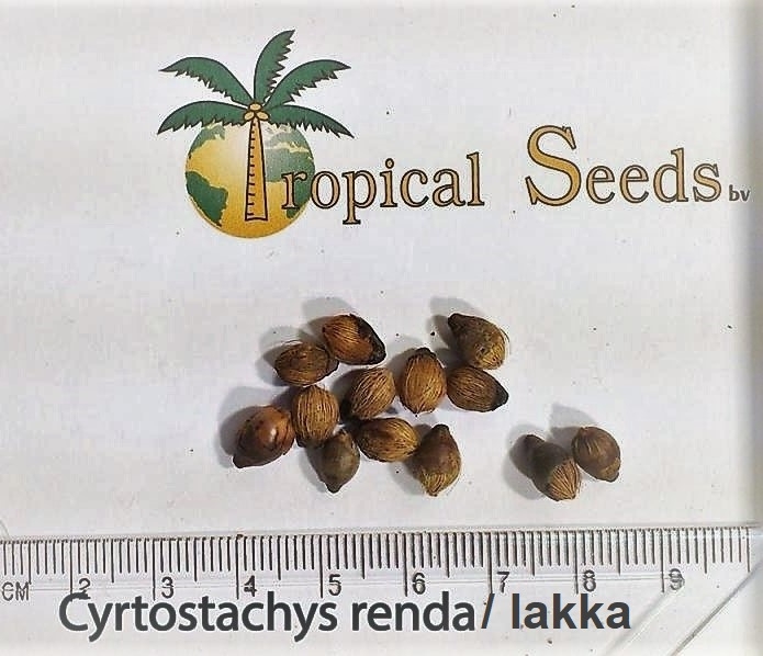 Cyrtostachys lakka Seeds