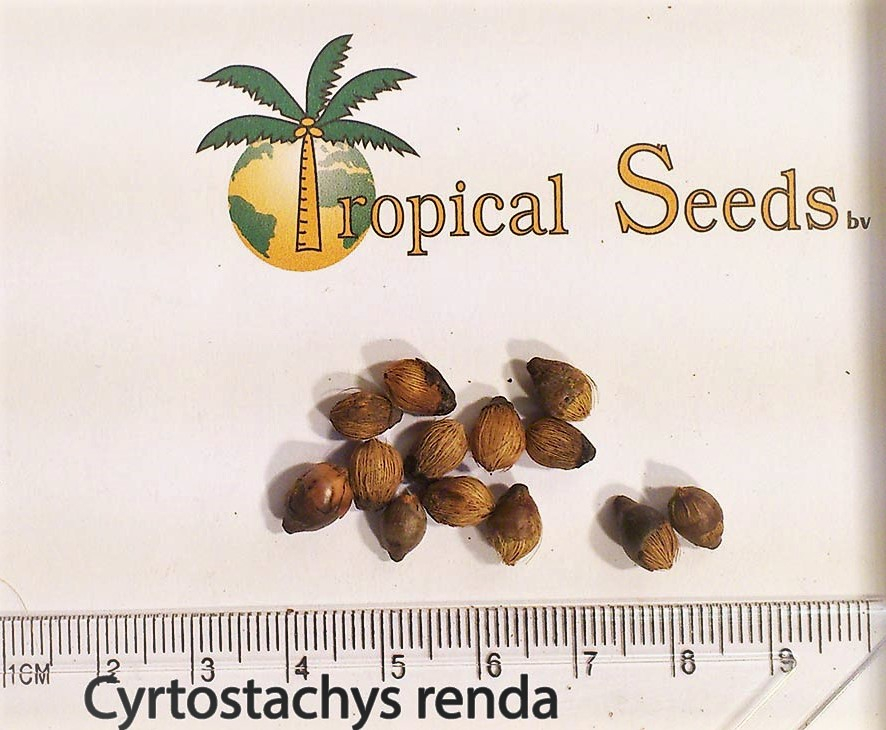 Cyrtostachys renda Seeds