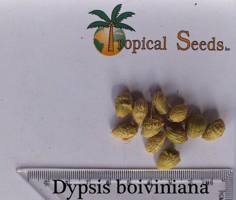 Dypsis boiviniana 种子
