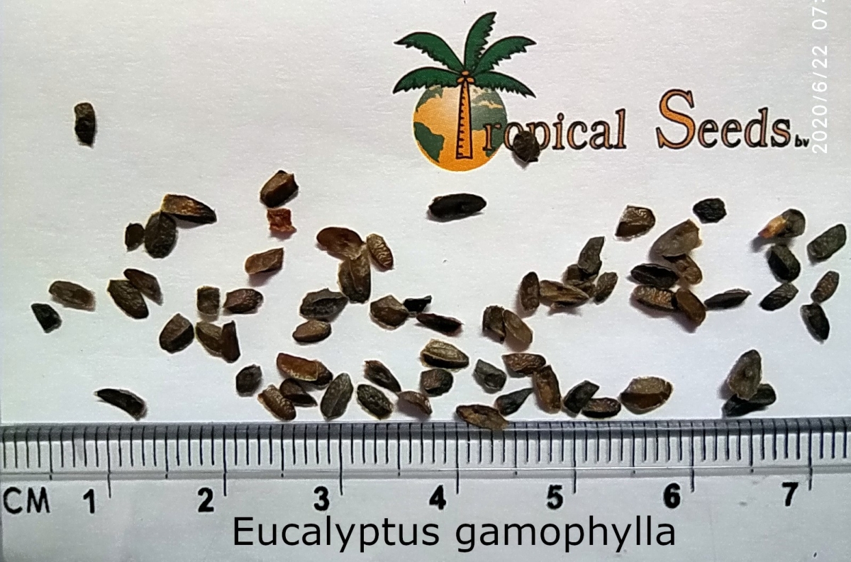 Eucalyptus gamophylla Seeds