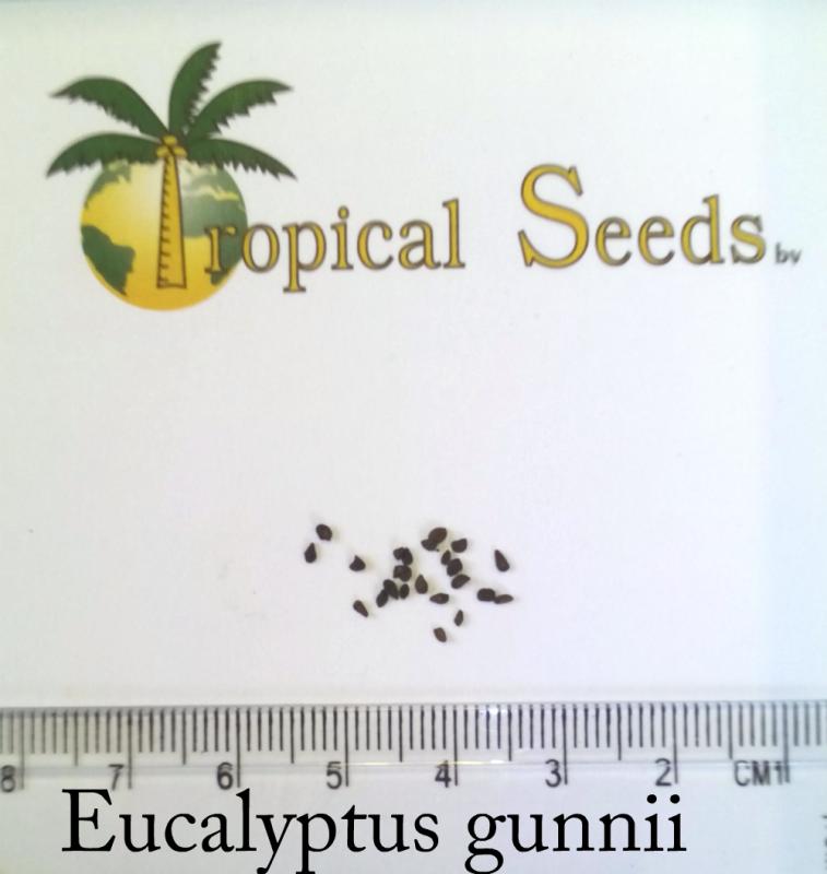 Eucalyptus gunnii 种子