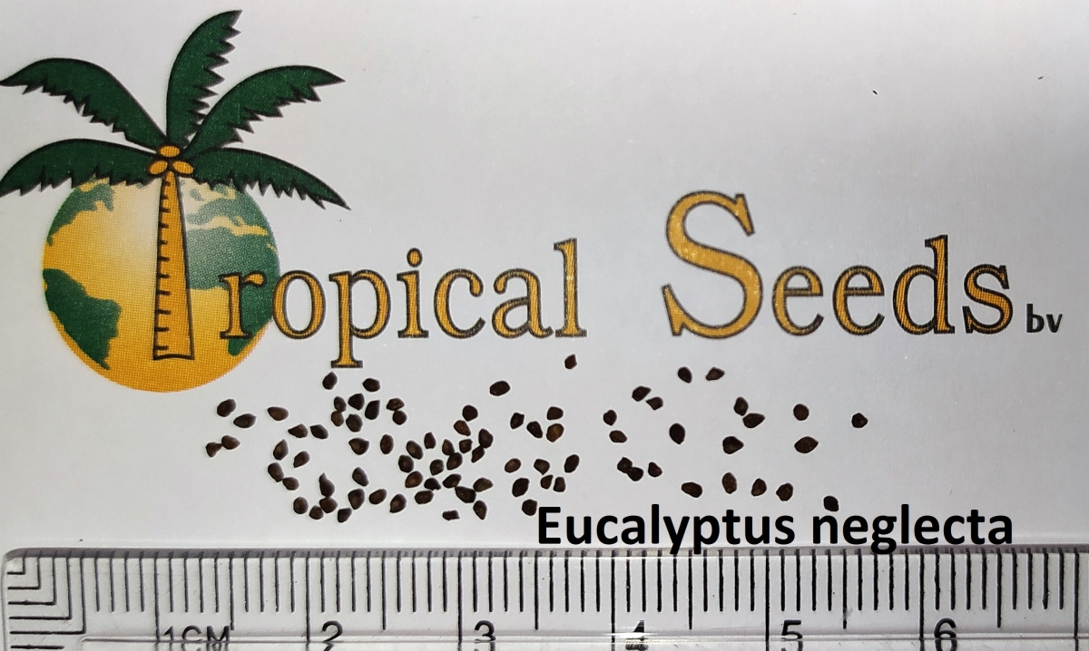 Eucalyptus neglecta 种子