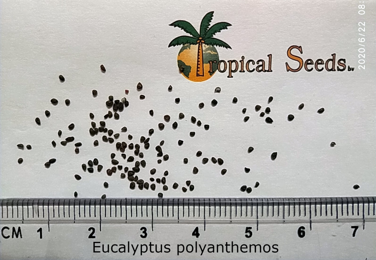 Eucalyptus polyanthemos Seeds