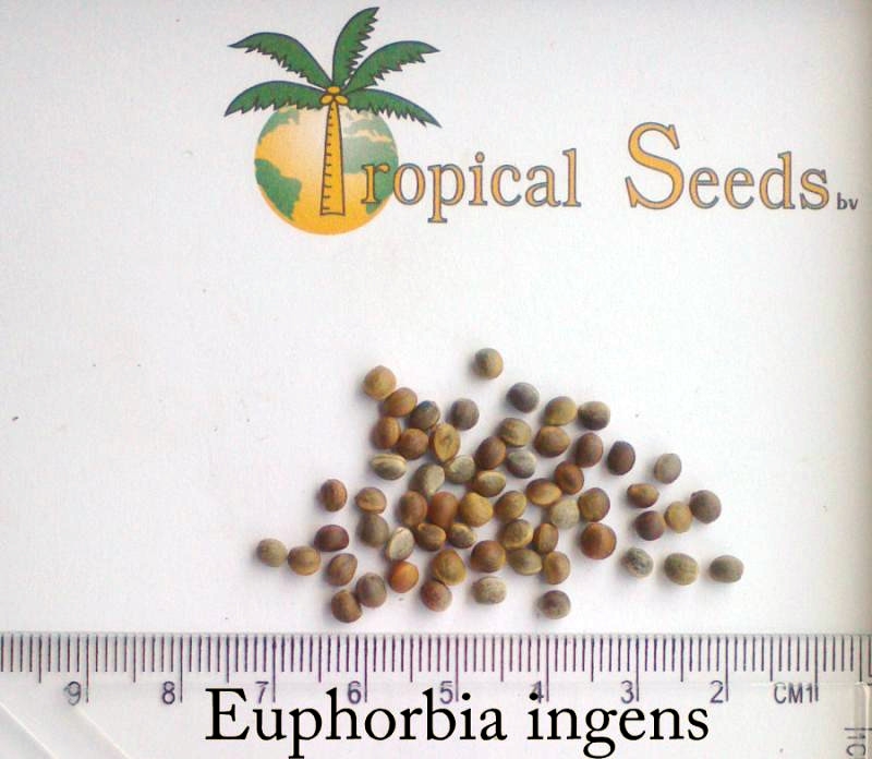 Euphorbia ingens 种子