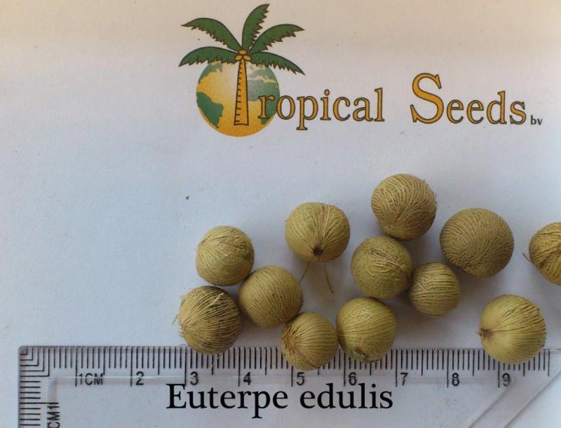 Euterpe edulis 种子