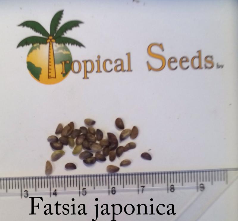 Fatsia japonica 种子
