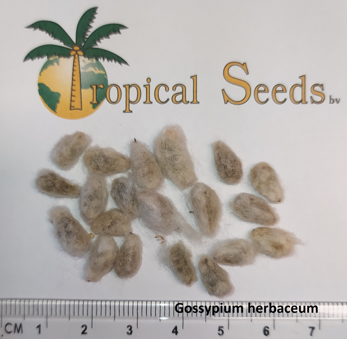 Gossypium herbaceum 种子