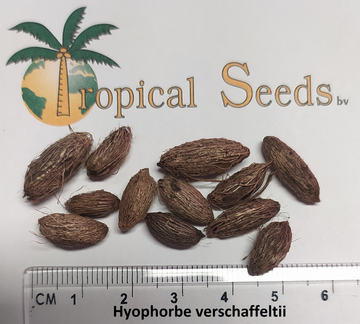 Hyophorbe verschaffeltii 种子