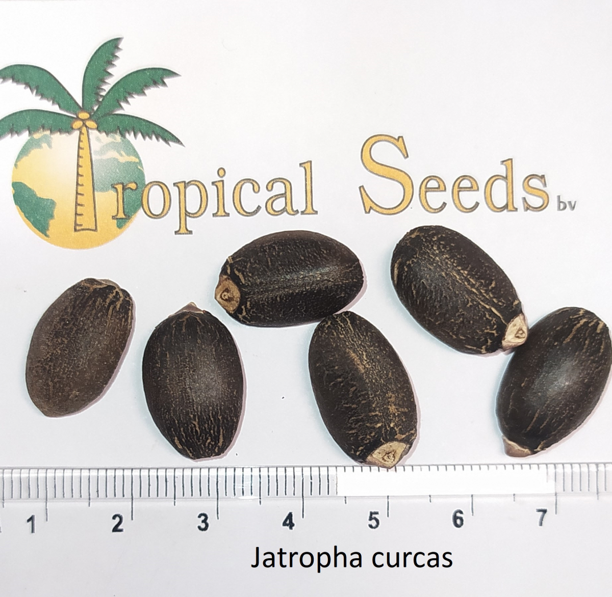 Jatropha curcas Seeds