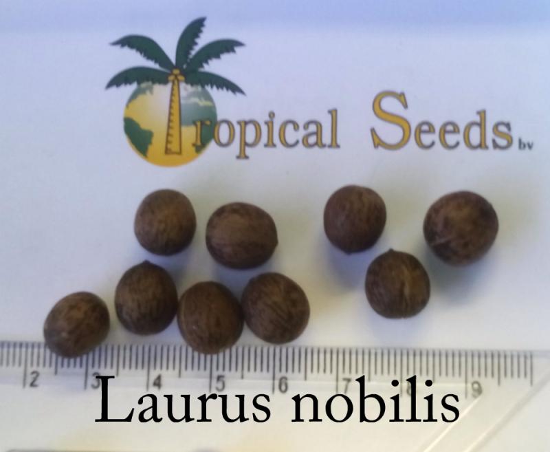 Laurus nobilis 种子