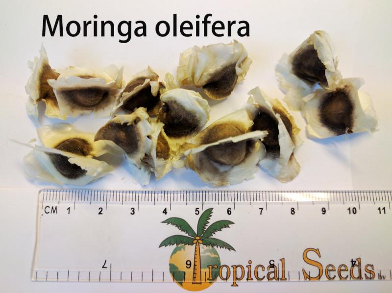 Moringa oleifera 种子