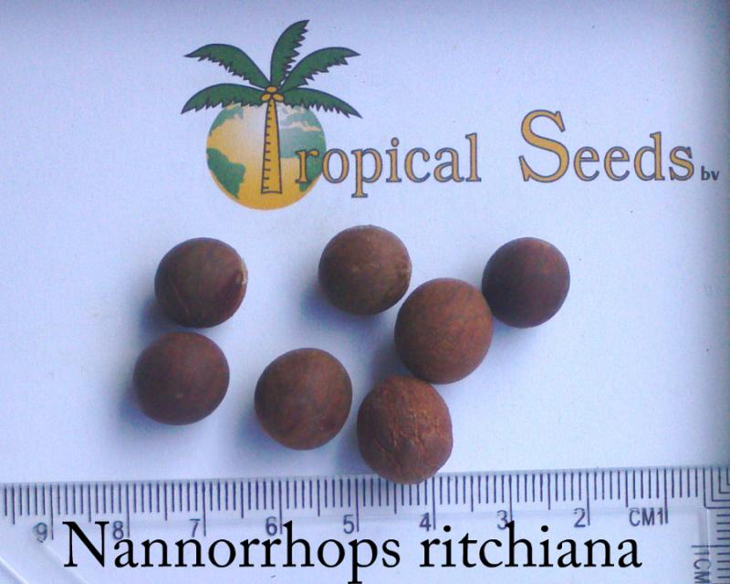 Nannorrhops ritchiana 种子