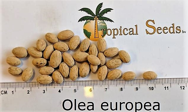Olea europaea 种子