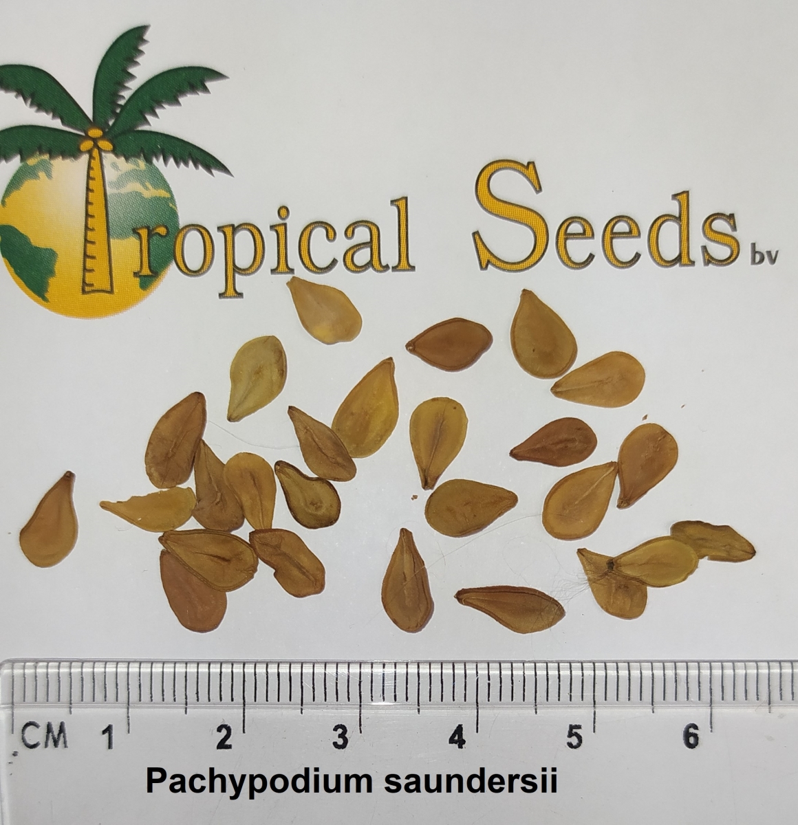Pachypodium saundersii 种子