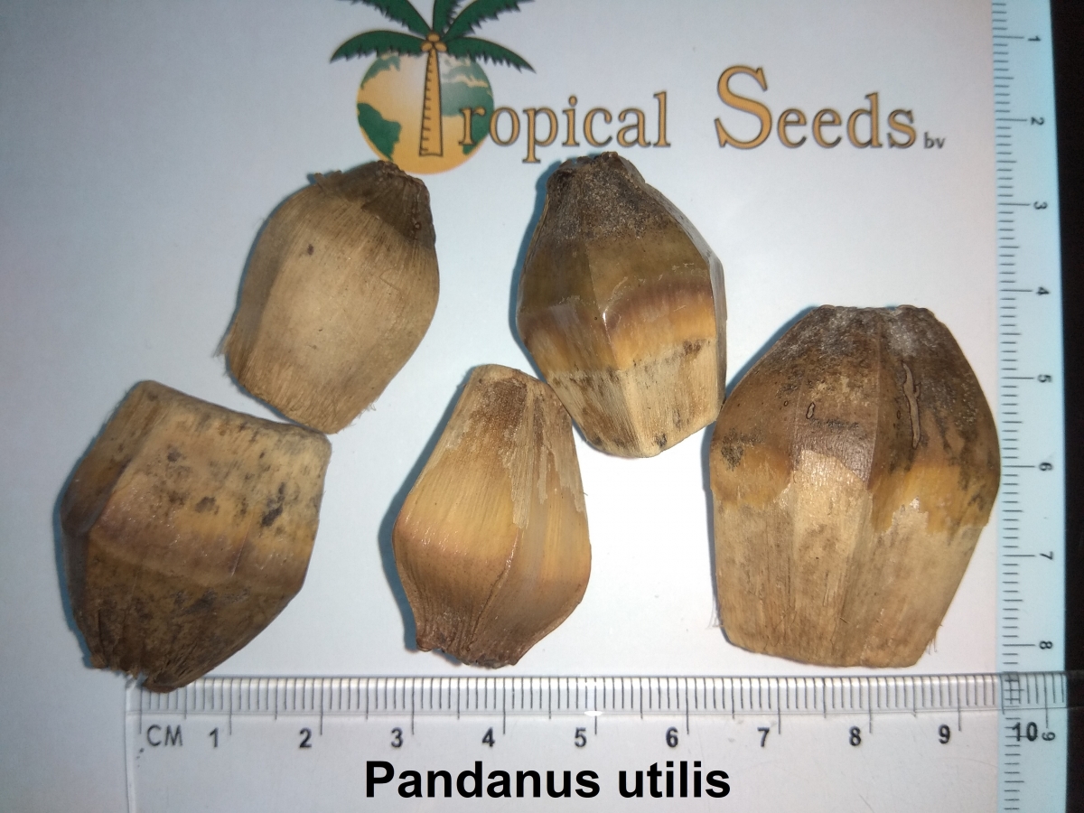 Pandanus utilis 种子