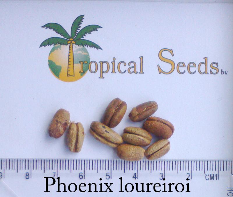 Phoenix loureiroi 种子