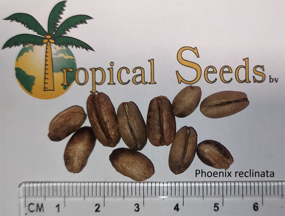Phoenix reclinata Seeds