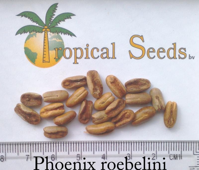 Phoenix roebelenii 种子