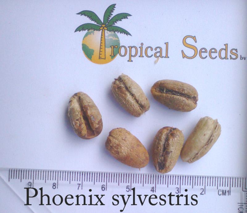 Phoenix silvestris 种子