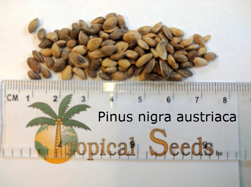 Pinus nigra var. Austriaca 种子