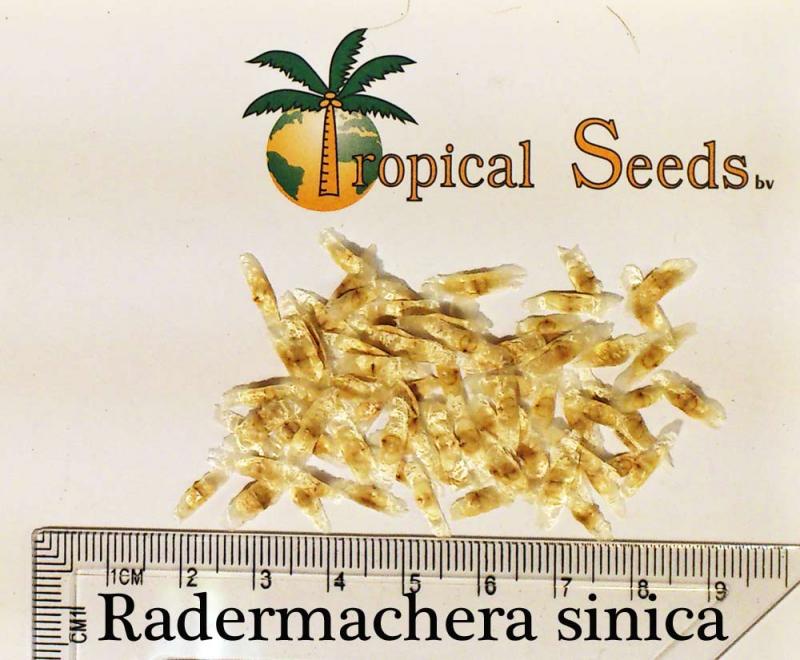 Radermachera sinica 种子