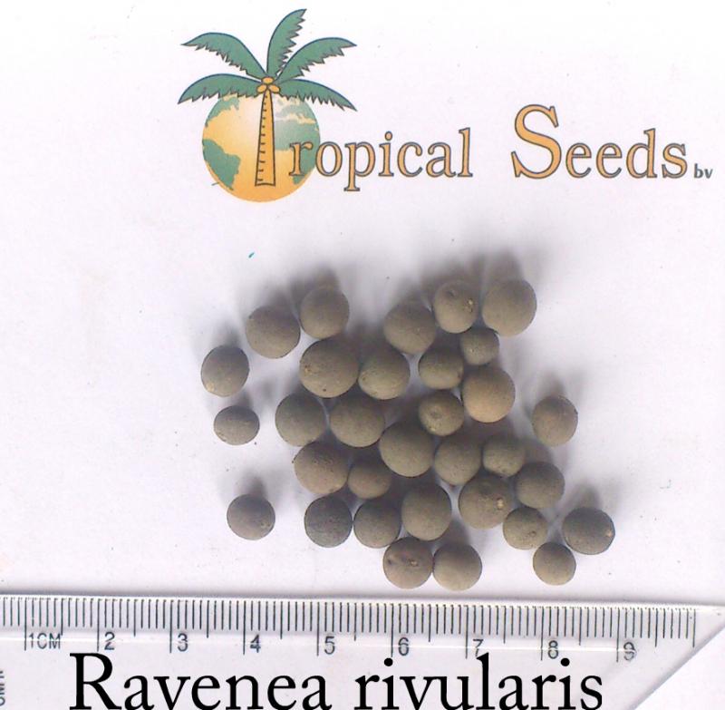 Ravenea rivularis 种子