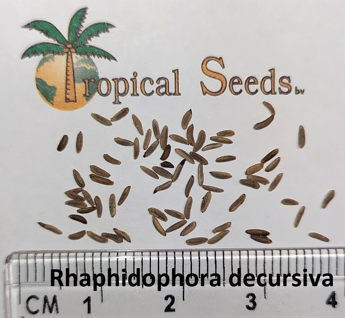 Rhaphidophora decursiva 种子