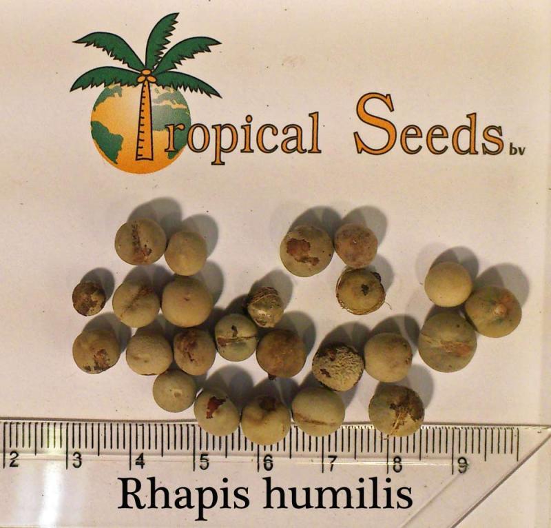 Rhapis humilis 种子
