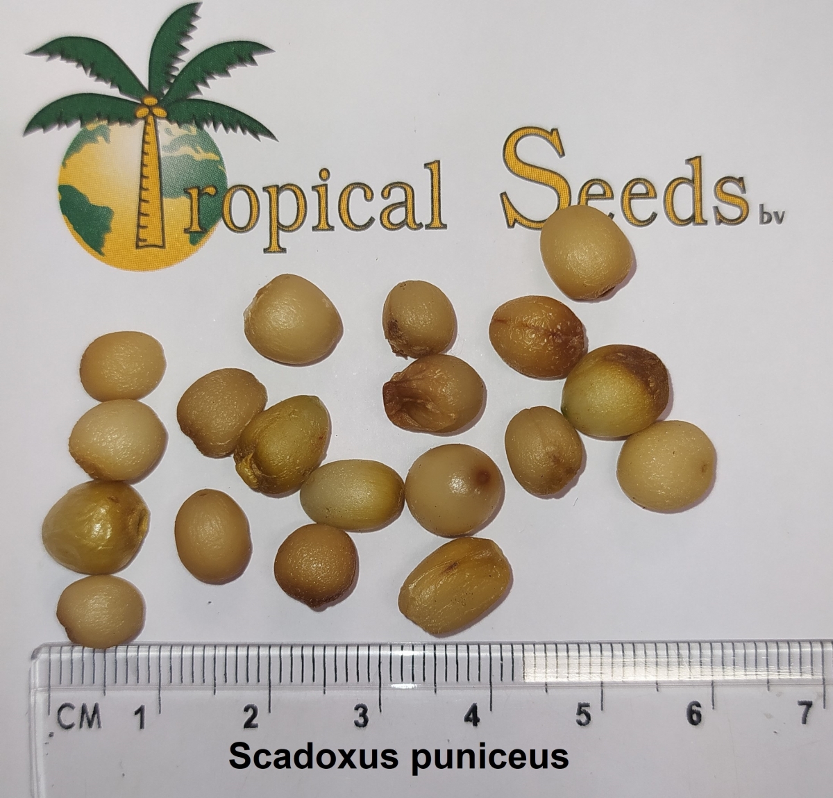 Scadoxus puniceus 种子