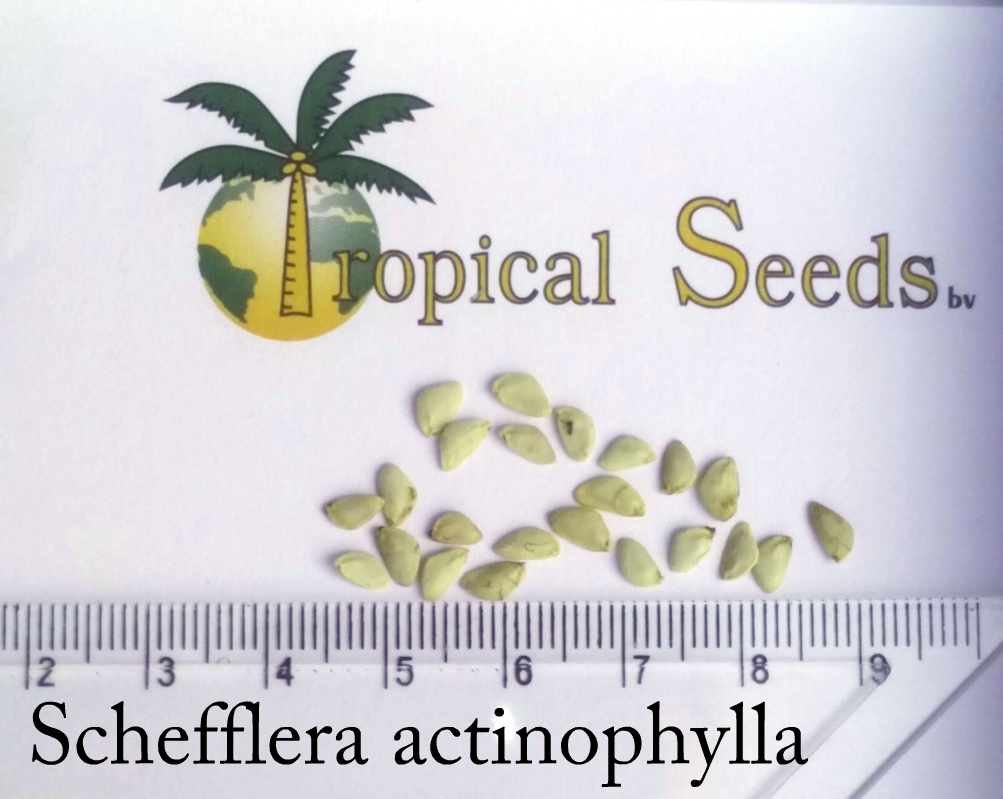 Schefflera actinophylla 种子