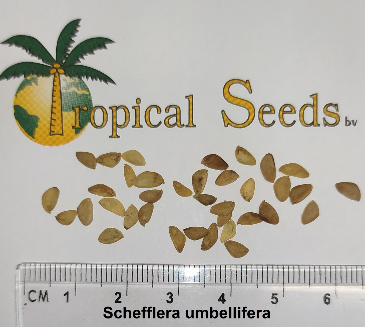 Schefflera umbellifera 种子